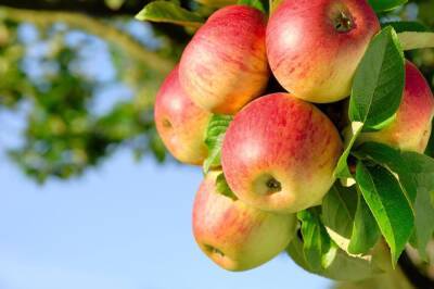 В 2022 году Туркменистан резко увеличил закупки иранских яблок