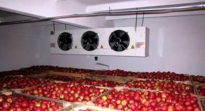 В Рошткалинском районе строится новая холодильная камера для хранения фруктов