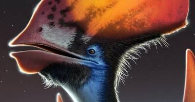 В давнем споре поставлена точка: ученые выяснили, были ли у птерозавров перья
