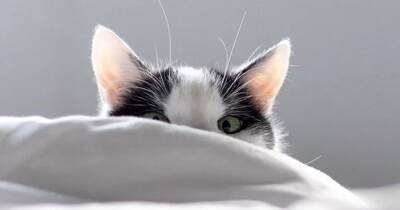 Ученые рассказали, почему кошки будят своих хозяев так рано и что с этим делать