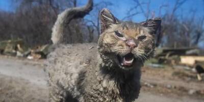 Его зовут Феникс. Обгоревший кот из Андреевки, чье фото облетело мир, нашел новый дом