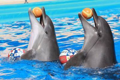 Морских животных из Харьковского дельфинария вывезут в Одессу