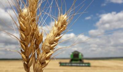 Александр Моор: Сложности с экспортом зерна не критичны для тюменских аграриев