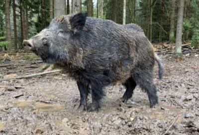 В немецком зоопарке переименовали свинью Путина