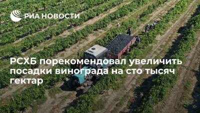 РСХБ порекомендовал увеличить посадки винограда для удовлетворения спроса на вино