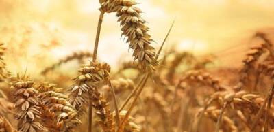 Через вторгнення Росії майже вдвічі скоротиться український експорт зернових