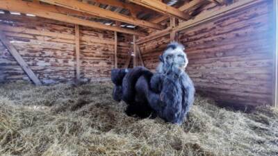 Вышедшие на пенсию верблюды Росгосцирка нашли любовь на ферме в Татарстане