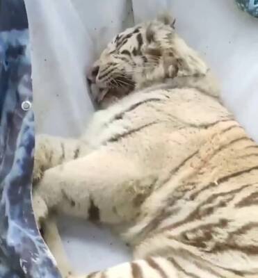 Из Харьковского экопарка эвакуировали еще одного белого тигра (видео)