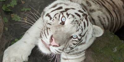 Из харьковского экопарка эвакуировали белого тигра
