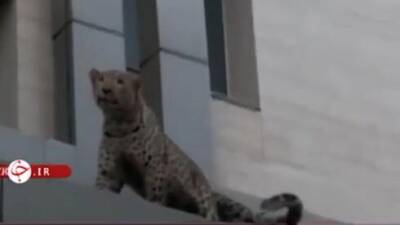 Видео: леопард бегал по городу, перепугал жителей и искалечил полицейского