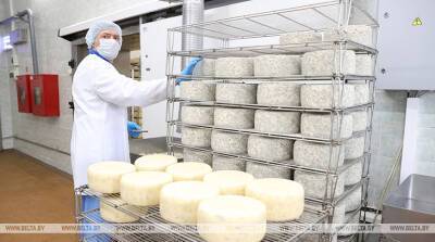 Камамбер, тамплиер, рокфорти. Минский молочный завод работает над элитными сортами сыра