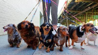 Законопроект Яадут ха-Тора: увеличить налог на собак до 7000 шекелей