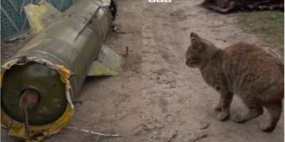 Новый боец ВСУ. В селе Киевской области котик «атаковал» ракету во время съемки материала для BBC Украина
