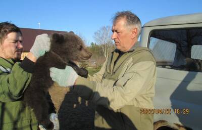 В Тверской области медвежонка, спасенного местным жителем, передали в Центр Пажетновых