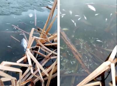 В Кунгуре на озере Кротовское жители микрорайона вновь заметили вымирание рыбы