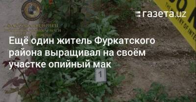 Ещё один житель Фуркатского района выращивал на своём участке опийный мак