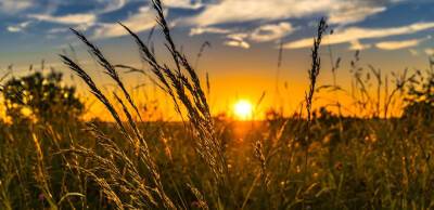 Урожай зернових в Україні буде на 20% нижчим через скорочення посівних площ