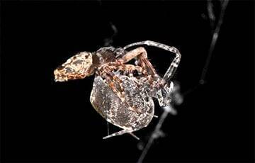 Ученые: Самцы пауков научились катапультироваться, чтобы избежать поедания самками