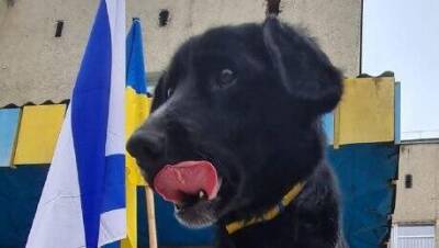 Шалом, Меир: в израильском полевом госпитале спасли украинского пса и нашли ему хозяев