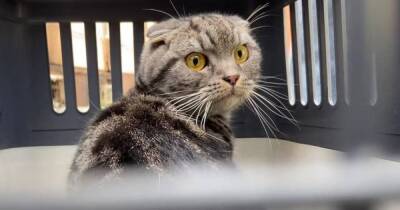 В Ирпене кот выживал два месяца без еды и воды