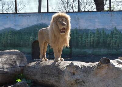 Как чувствуют себя львы, вывезенные из Харьковского ЭкоПарка в Одессу? | Новости Одессы