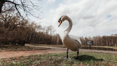 Лебедь Дуся вернулся на пруд в "Сокольниках"