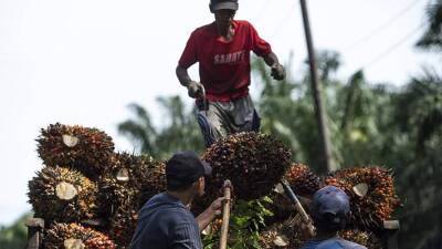 Дмитрий Козлов - Индонезия - Эксперт оценил эффект от запрета экспорта пальмового масла из Индонезии - smartmoney.one - Россия - Донбасс - Индонезия - Донбасс