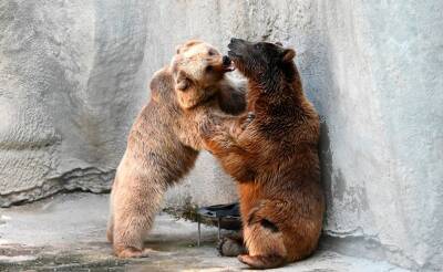 Медведь Зузу, ставший звездой после инцидента с девочкой в Ташкентском зоопарке, провел первое свидание со своей будущей супругой. Фото