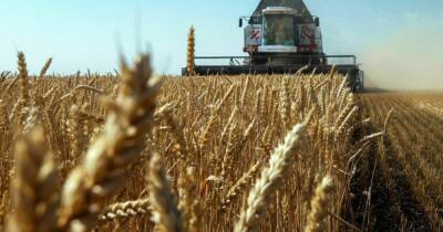 В РФ решили вывозить зерно из оккупированных територий, чтобы кормить россиян (фото)