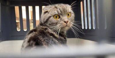 В Ирпене спасли кота, который выживал два месяца без еды и воды (ФОТО)