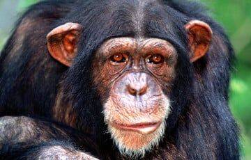 Ученые обнаружили у шимпанзе необычный интерес