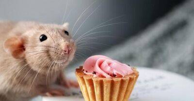 Три недели играли крысам песню Happy Birthday: ученые провели необычный эксперимент