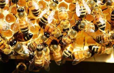 В Тверской области обнаружено опасное заболевание пчёл