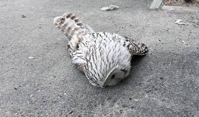 В Тюмени на Холодильной горожане увидели белую сову