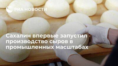В Сахалинской области впервые запустили промышленное производство полутвердых сыров