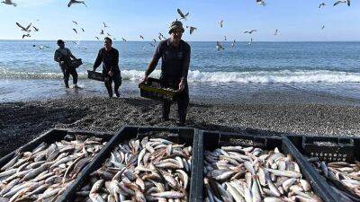 Рыболовные компании ушли в простой из-за риска провокаций в Азовском море