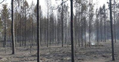 Госслужба леса предупреждает: с понедельника начинается пожароопасный сезон