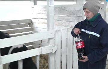 Больных телят на шкловской ферме перевели с Coca-Cola на «Бела-Колу» - charter97.org - Белоруссия - Шклов