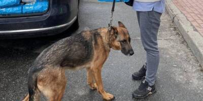 После оккупации в Бородянке выжило только 150 собак из почти 500