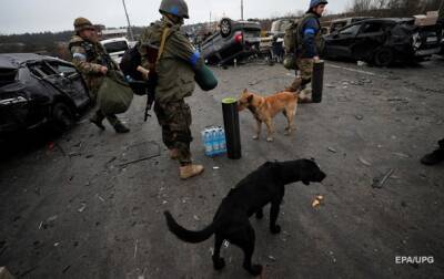 В Бородянке в приюте нашли мертвыми 300 собак - korrespondent.net - Россия - Украина - Киевская обл.