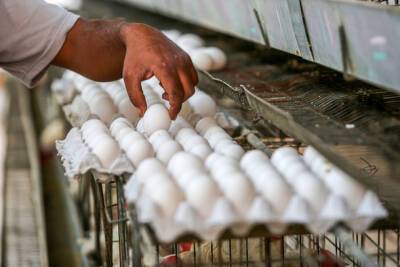 В Израиле ожидается дефицит яиц и повышение цен на хлеб из-за войны в Восточной Европе