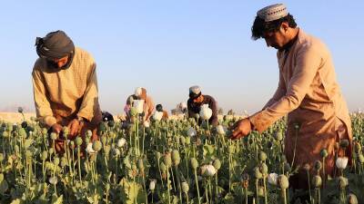 Афганистан: мак снова под запретом