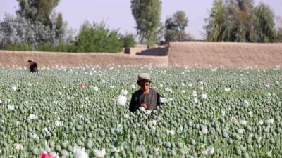 Талибы в Афганистане запретили опиумный мак