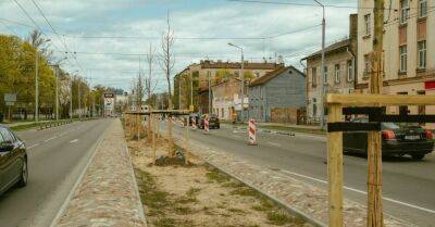 ФОТО: Вдоль улицы Чака сажают деревья