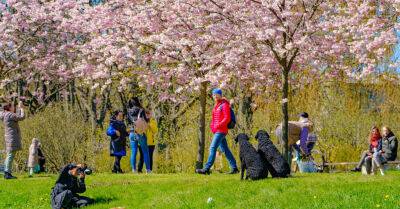 ФОТО: Рижане гуляют по парку Победы и любуются цветением сакуры