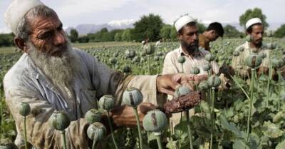 Талибы запретили выращивать мак в Афганистане