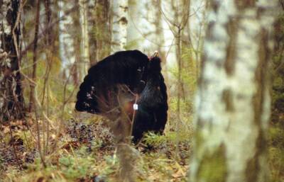 Центрально-Лесной заповедник приглашает в Тверскую область на глухариные и тетеревиные тока