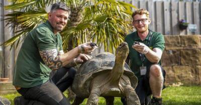 Милые крохи. В Британии впервые родились две очаровательные галапагосские черепахи (фото)