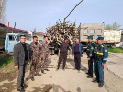 В Сырдарье незаконно спилили 170 деревьев