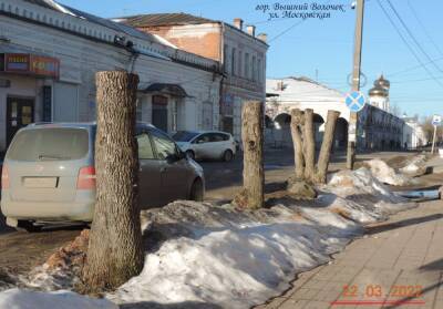 Жители Вышнего Волочка Тверской области жалуются на варварскую обрезку деревьев